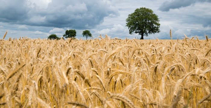 Šiemet išmokėta beveik 3 kartus daugiau pasėlių žalų kompensacijų