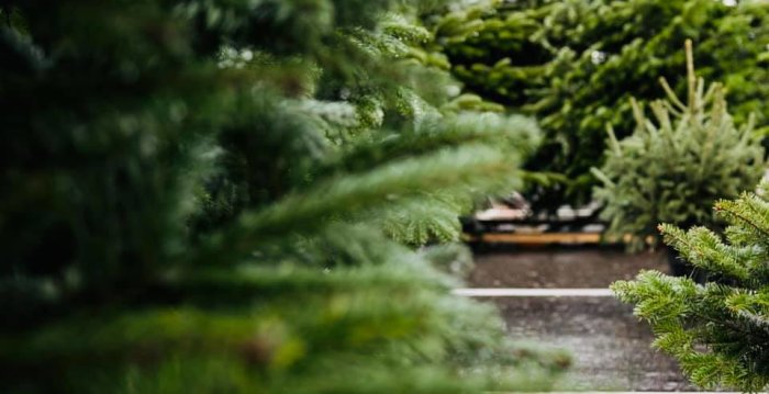 Pasidžiaugę eglutėmis, nepamirškime ir deramai su jomis atsisveikinti
