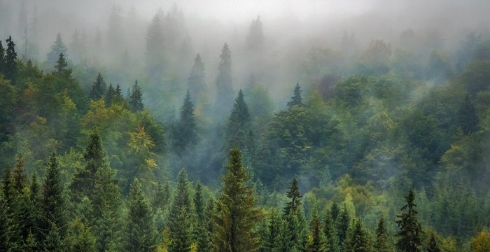 Miškininkai Trakų teritorijoje valys 15,9 ha miško plotą