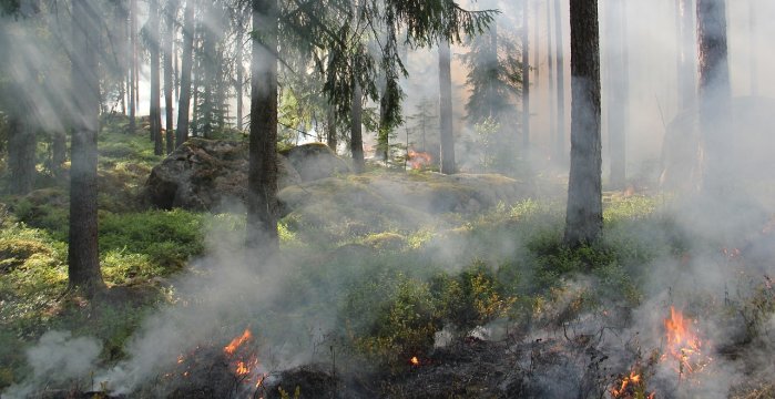 Valstybinių miškų urėdija įspėja gyventojus: pavasarį prasideda gaisrams palankus laikotarpis