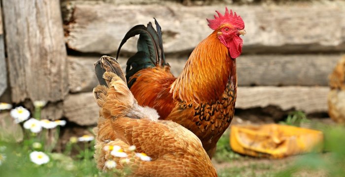 Dėl patvirtintų didelio patogeniškumo paukščių gripo protrūkių Trakų rajone