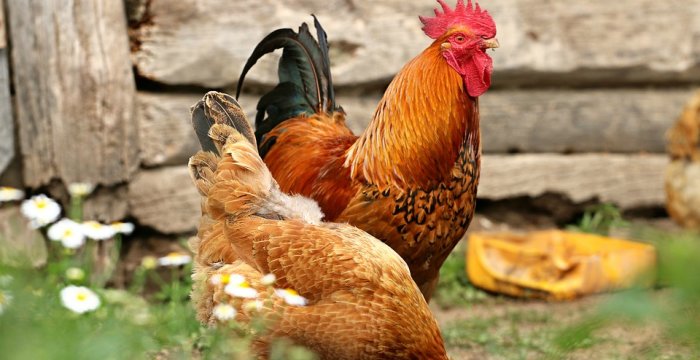 Dėl patvirtintų didelio patogeniškumo paukščių gripo protrūkių Trakų rajone
