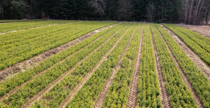 Valstybinių miškų urėdija miškų savininkus kviečia pasirūpinti savo mišku