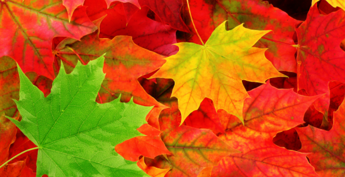 Į rajono pedagogų bendruomenės sueigą rinksis švietimo darbuotojai  