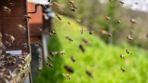 Kviečia nemokami kursai bičių augintojams