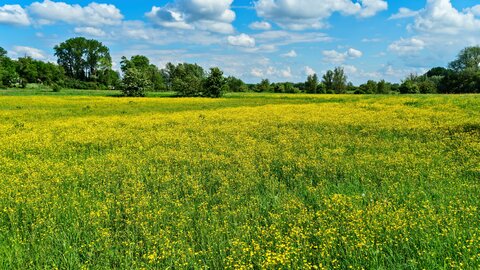 Parengtas naujas natūralių pievų ir ganyklų, pelkių ir šaltinynų specialiųjų žemės naudojimo...